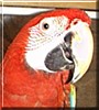 Scarlet