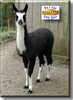 Roulette, the Pet of the Day