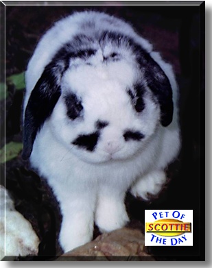 Scottie, the Pet of the Day