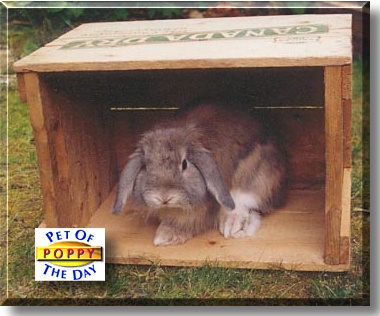 Poppy, the Pet of the Day