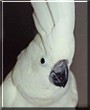 Casper