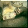 Skunk, Wabbit