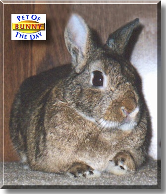 Little Bunny Fu-fu, the Pet of the Day