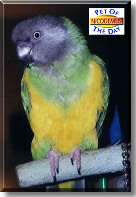 Nicodemus, the Pet of the Day