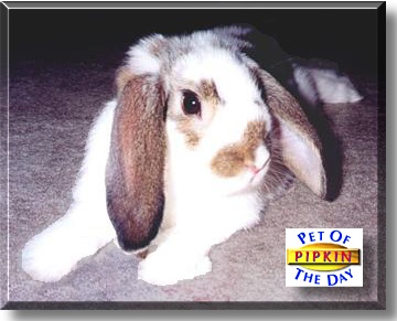 Pipkin, the Pet of the Day