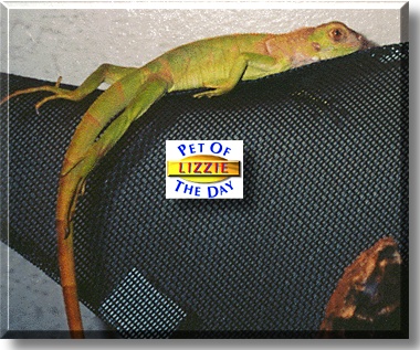 Lizzie, the Pet of the Day