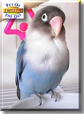 Sweetie, the Pet of the Day