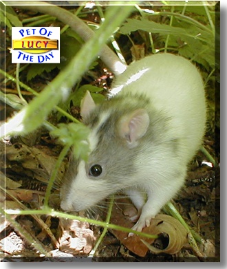 Lucy, the Pet of the Day