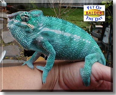 Balder, the Pet of the Day