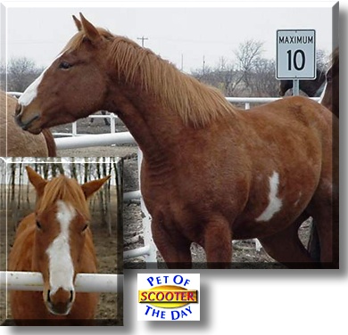 Scooter, the Pet of the Day