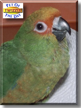 Twizzle, the Pet of the Day