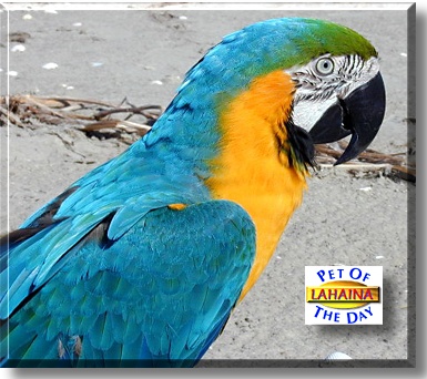 Lahaina, the Pet of the Day