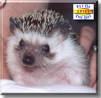 Spike, the Pet of the Day