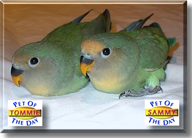 Tommy and Sammie, the Pet of the Day