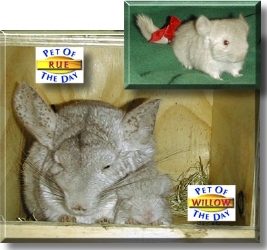 Rue and Willow, the Pets of the Day