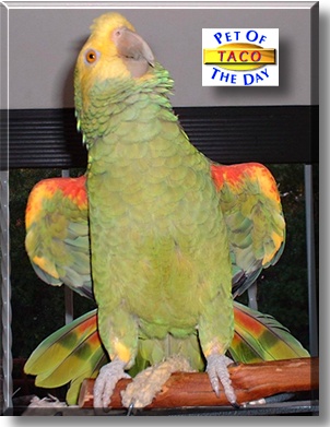 Taco, the Pet of the Day