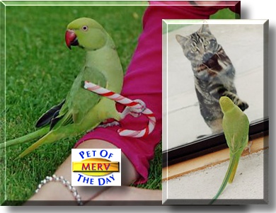 Merv, the Pet of the Day