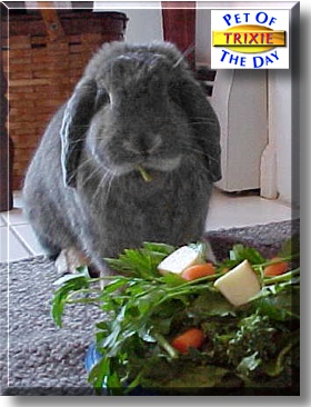 Trixie, the Pet of the Day