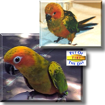 Tiki, the Pet of the Day