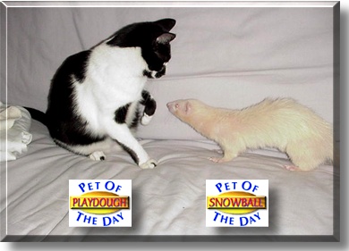 Playdough, Snowball, the Pets of the Day