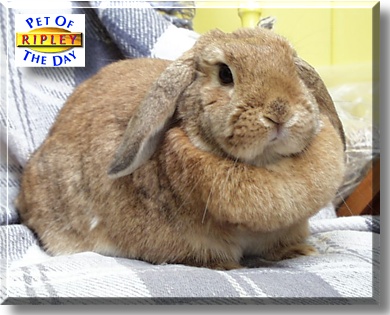 Ripley, the Pet of the Day