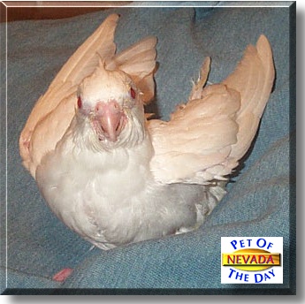 Nevada, the Pet of the Day