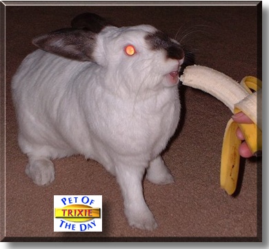 Trixie, the Pet of the Day