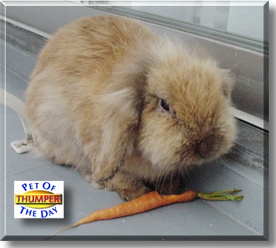Thumper, the Pet of the Day