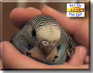 Azur, the Pet of the Day