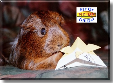 Pig-my, the Pet of the Day