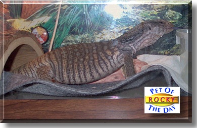 Rocky, the Pet of the Day