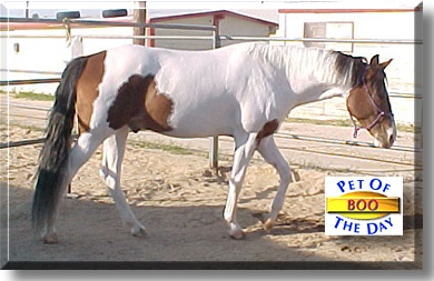 Boot Scootin' Boo, the Pet of the Day
