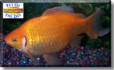 Superfish, the Pet of the Day