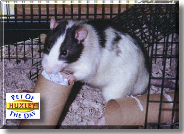 Huxley, the Pet of the Day