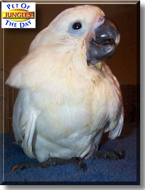 Jungles, the Pet of the Day