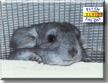 Elvis, the Pet of the Day