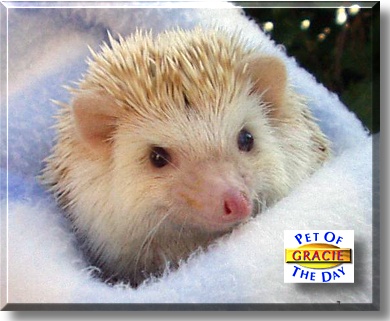 Gracie, the Pet of the Day