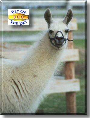 Jypsy's Junebug, the Pet of the Day