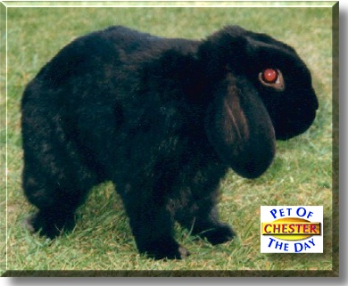 Chester, the Pet of the Day