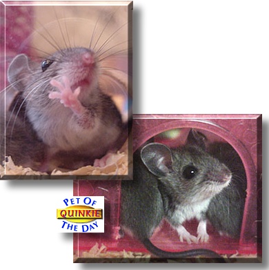 Quinkie, the Pet of the Day
