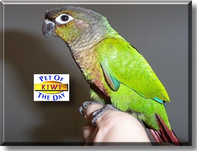 Kiwi, the Pet of the Day