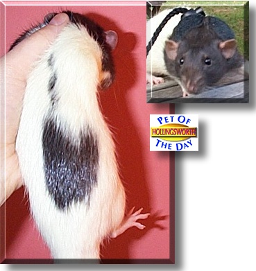 Hollingsworth, the Pet of the Day