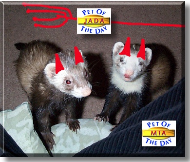 Mia, Jada, the Pet of the Day