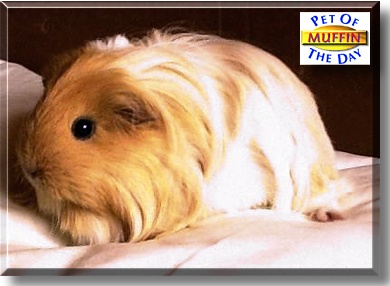Muffin, the Pet of the Day