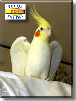 Zoe, the Pet of the Day