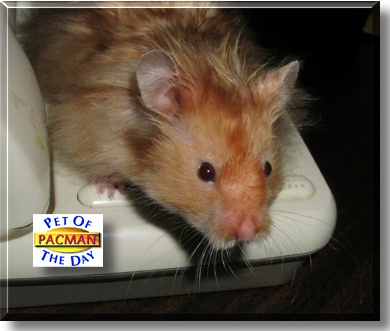 Pacman, the Pet of the Day