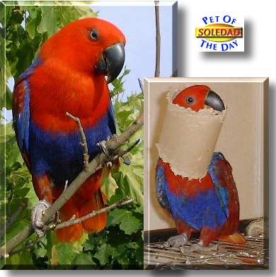 Soledad, the Pet of the Day