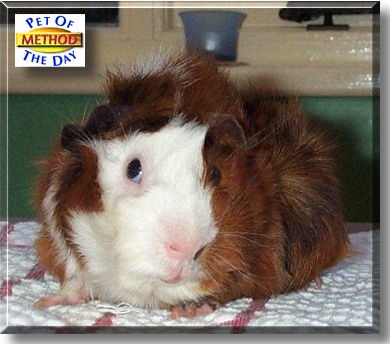 Method, the Pet of the Day