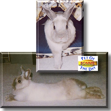 Bonnie LaGlue, the Pet of the Day