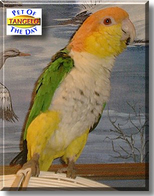 Tangelo, the Pet of the Day